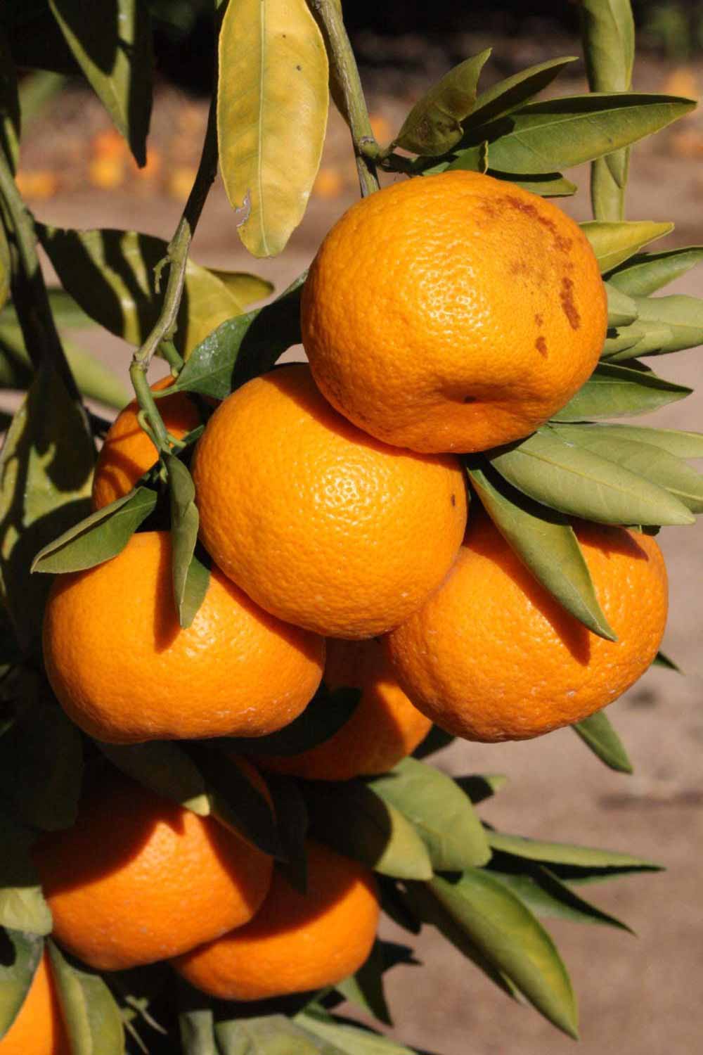              Fruit (Riverside, CA)       
